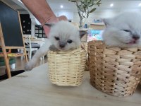 Yavru British Shorthair