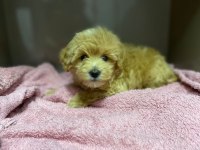 60 günlük toy maltipoo