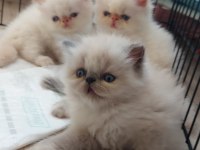 Biz büyüdük Anne babamızı arıyoruz exotic shorthair