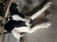 Tatlış köpeğimiz yeni yuvasını arıyor