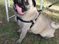 Tuvalet eğitimli son derece uysal pug