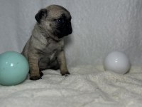 PUG (MOPS) A KALİTE IRK GARANTİLİ YAVRULAR