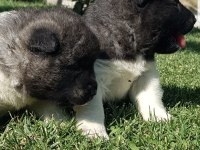 Safkan Amerikan Akita