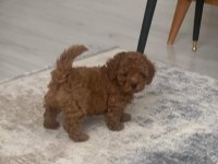 Kore Anne Babadan Orjinal Kore Dişi Poodle Yavrular