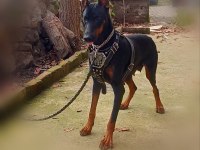 KİNG DOBERMAN YAVRULAR