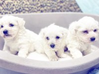 SAFKAN MALTİPOO YAVRULARIM YENİ YUVASINI ARIYOR
