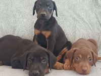 Sağlıklı Doberman Köpeği Yavrular