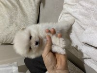 2 aylık pomeranian yavrular kaliteli
