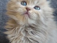 Scottish Fold Sıfır Kulak