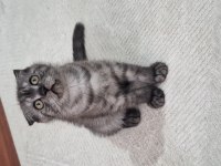 Scottish fold erkek bebeğimiz