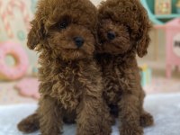 Teacup Toy Poodle