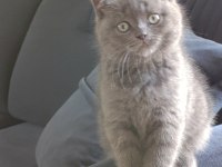 British Shorthair 3 Aylık