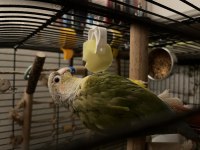 El besleme büyütülmüş konuşan pineapple konur