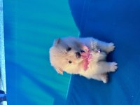 2 Dişi ve 2 Erkek Pomeranian