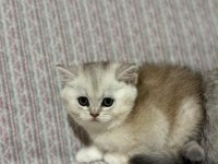 Kendi kedimin yavruları