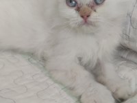 Beyaz british shorthair mavişler