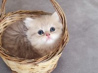British Longhair Erkek