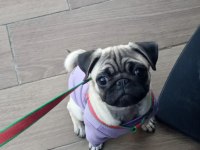 5 aylık dişi pug