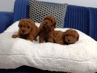 Lekesiz Red Brown Kore Toy Poodle Yavrular