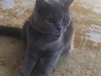 British shorthair dişi
