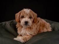 Maltipoo Yavrular