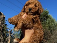Wc Eğitimli Toy Poodle Yavrumuz Yeni Yuvasına Hazır