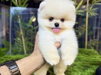 Ayı sürat pomeranian yavrular gelmiştir