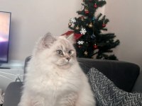 11 aylık british longhair
