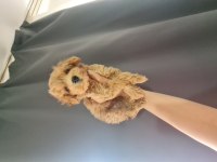 Maltipoo dişi erkek