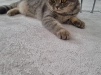 Güzeller güzeli british shorthair mia
