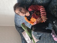 Full evcil el besleme Alexander (İskender) Papağan