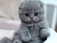 Minnak scottish fold yavrularımız
