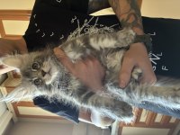 Anne baba şereceli xxl maine coon