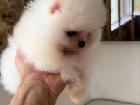Orjinal Pomeranian boo erkek