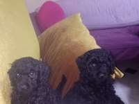 Toy poodle 2 aylık