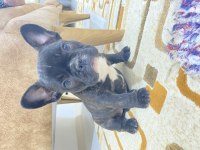 Safkan Orjinal French Bulldog Yavrular