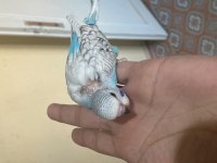 BEBEK MUHABBETLER