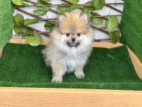 Pomeranian 2 Erkek 2 Dişi
