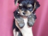 Terrier yorkshire yavrular