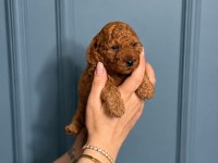 Toy Poodle Yavruları Erkek