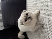 Scottish fold kedimiz