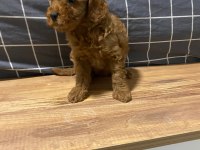 Uygun puan poodle yavrularımız