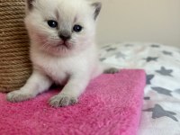 BLUE POİNT ERKEK 2 ADET KEDİMİZ