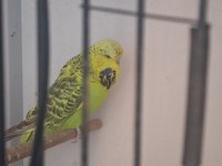 SHOW JUMBO VASIFLI TAKIM MUHABBET KUŞU