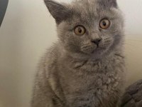 Orjinal British Shorthair Yavrular