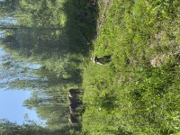 Sahiplendirilecek Kangal Yavrusu