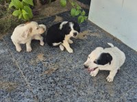 Ücretsiz sahiplendirme köpekler