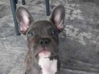 Kızımız HERA YI SAHİPLENDİRİYORUZ french bulldog
