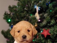 Baby face golden retriever bebekler