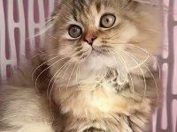 Highland scottish fold